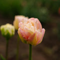 Tulpe 'Creme Upstar'