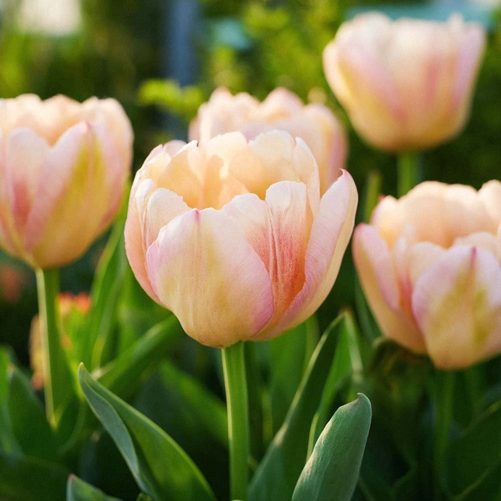 Tulpe 'Creme Upstar'