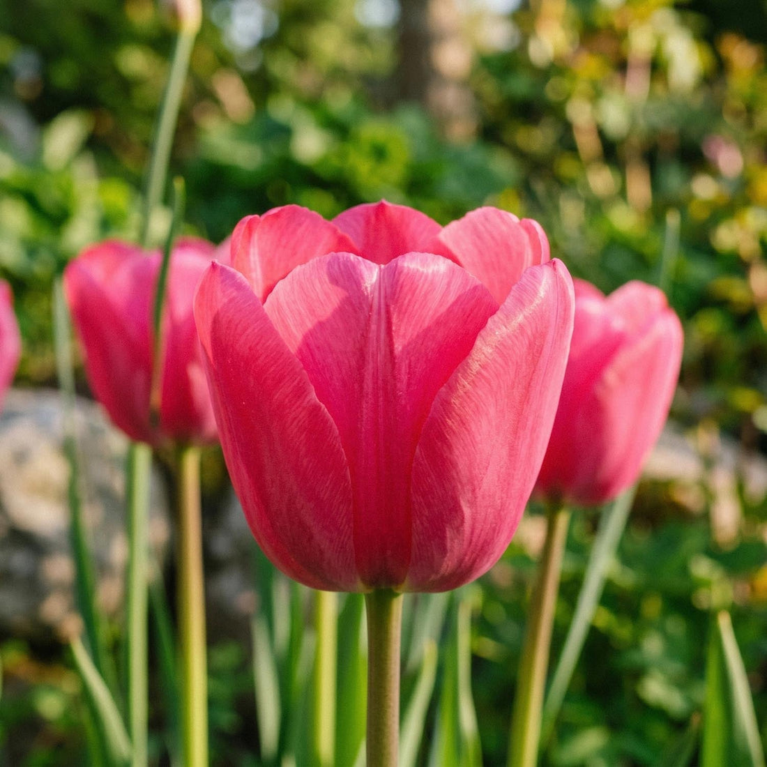 Tulpe 'Design Impression'