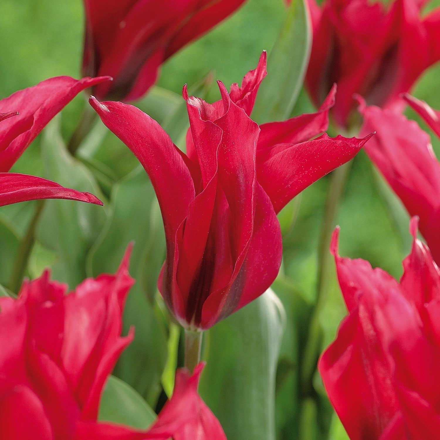 Tulpe 'Dolls Minuet'