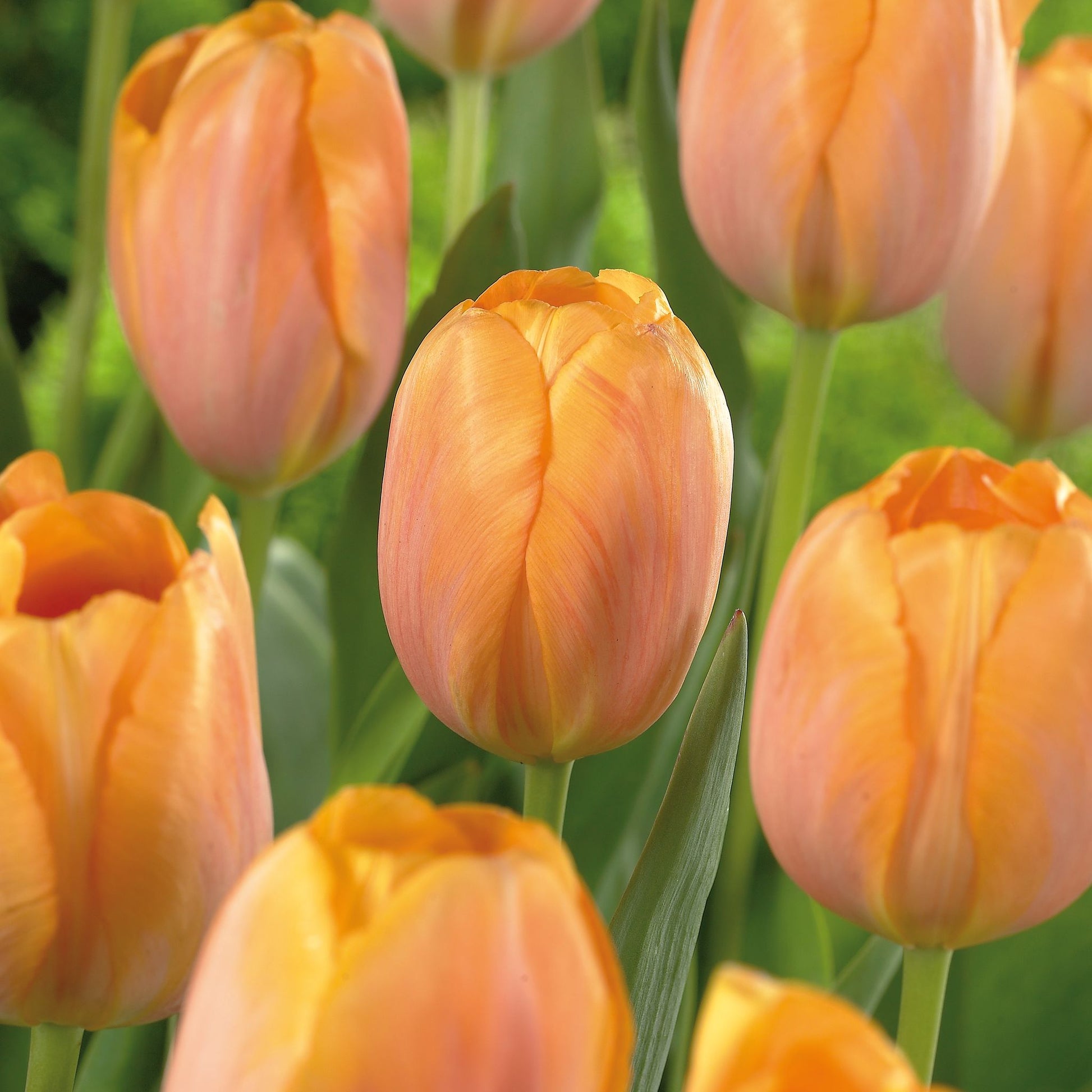 Tulpe 'Dordogne'