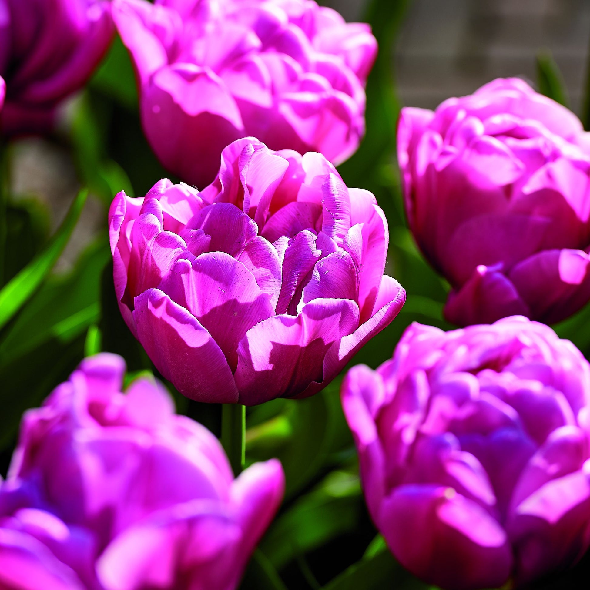 Tulpe 'Double You'