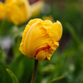 Tulpe 'Eagle Wings'