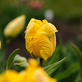 Tulpe 'Eagle Wings'