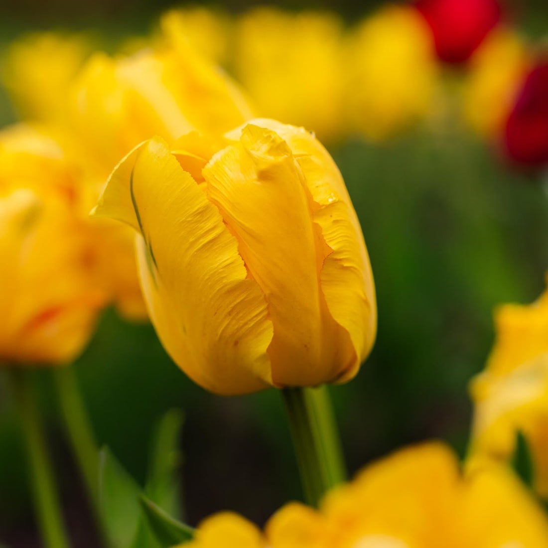 Tulpe 'Eagle Wings'