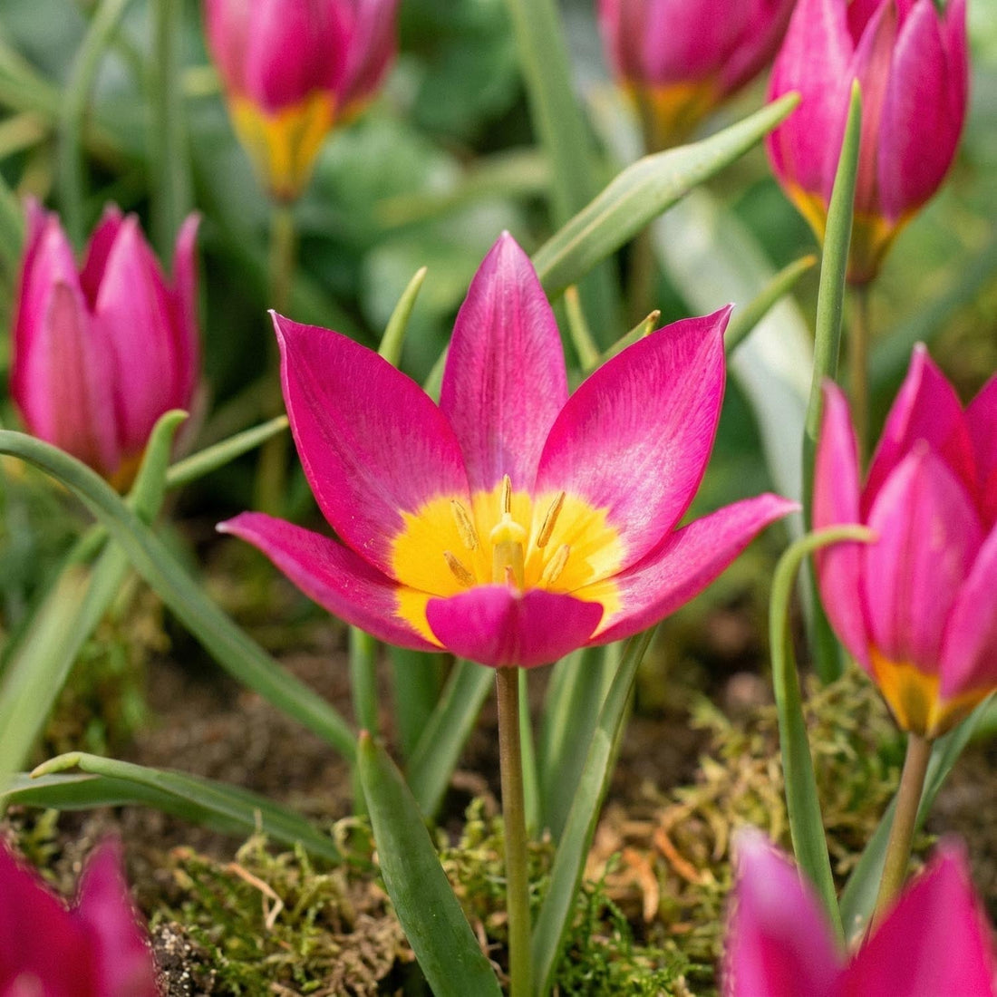 Tulpe 'Eastern Star'