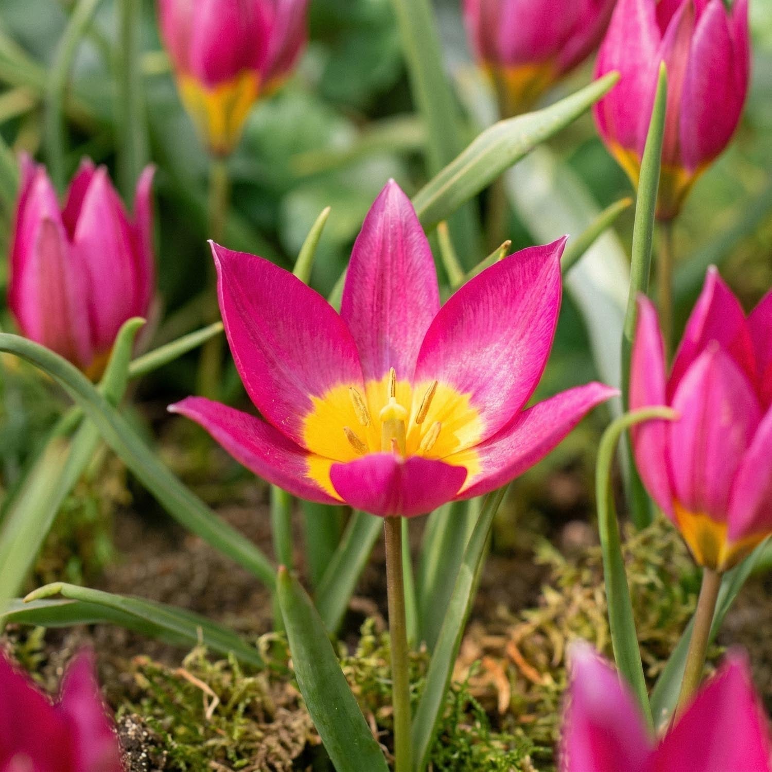 Tulpe 'Eastern Star'