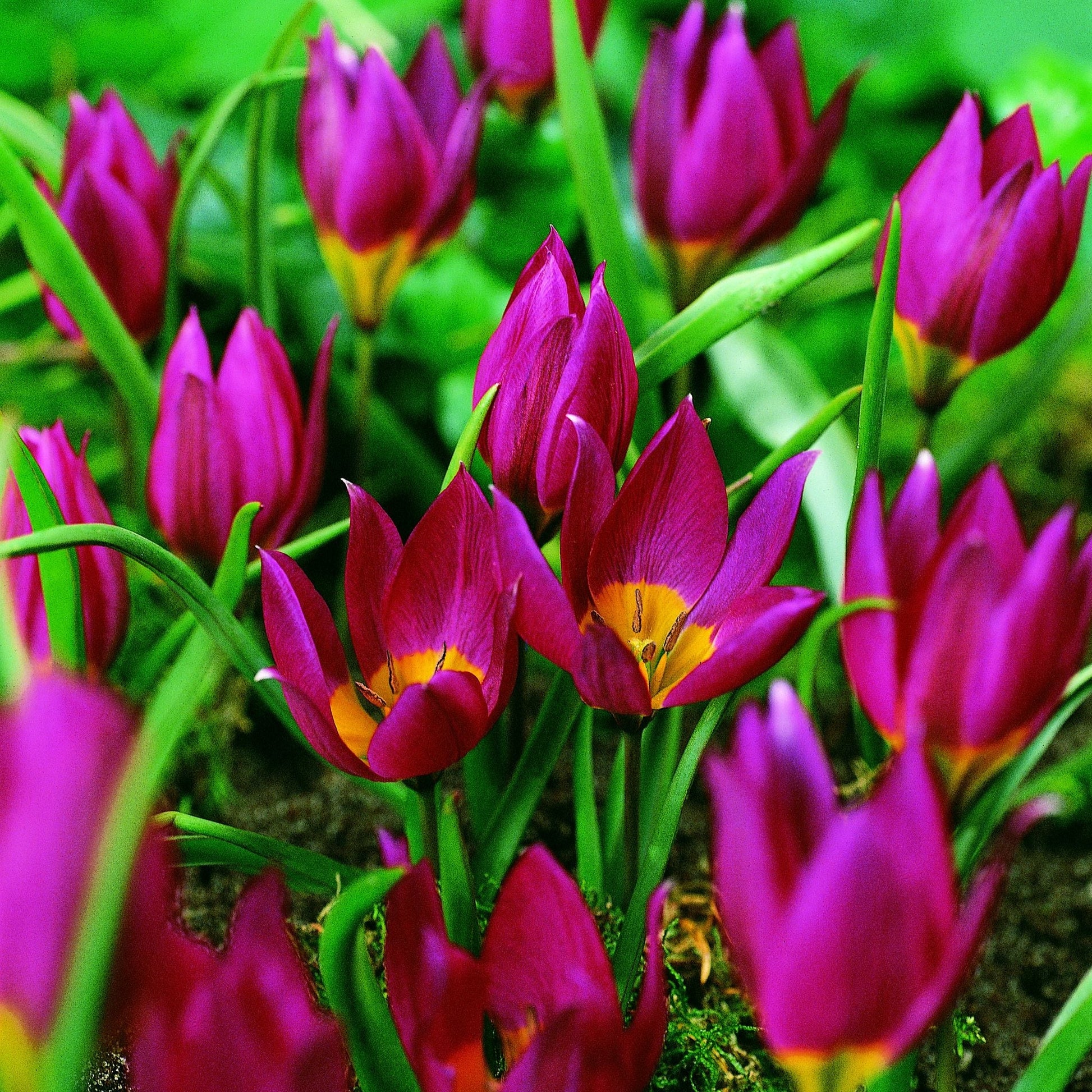 Tulpe 'Eastern Star'