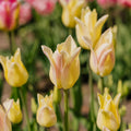 Tulpe 'Elegant Lady'