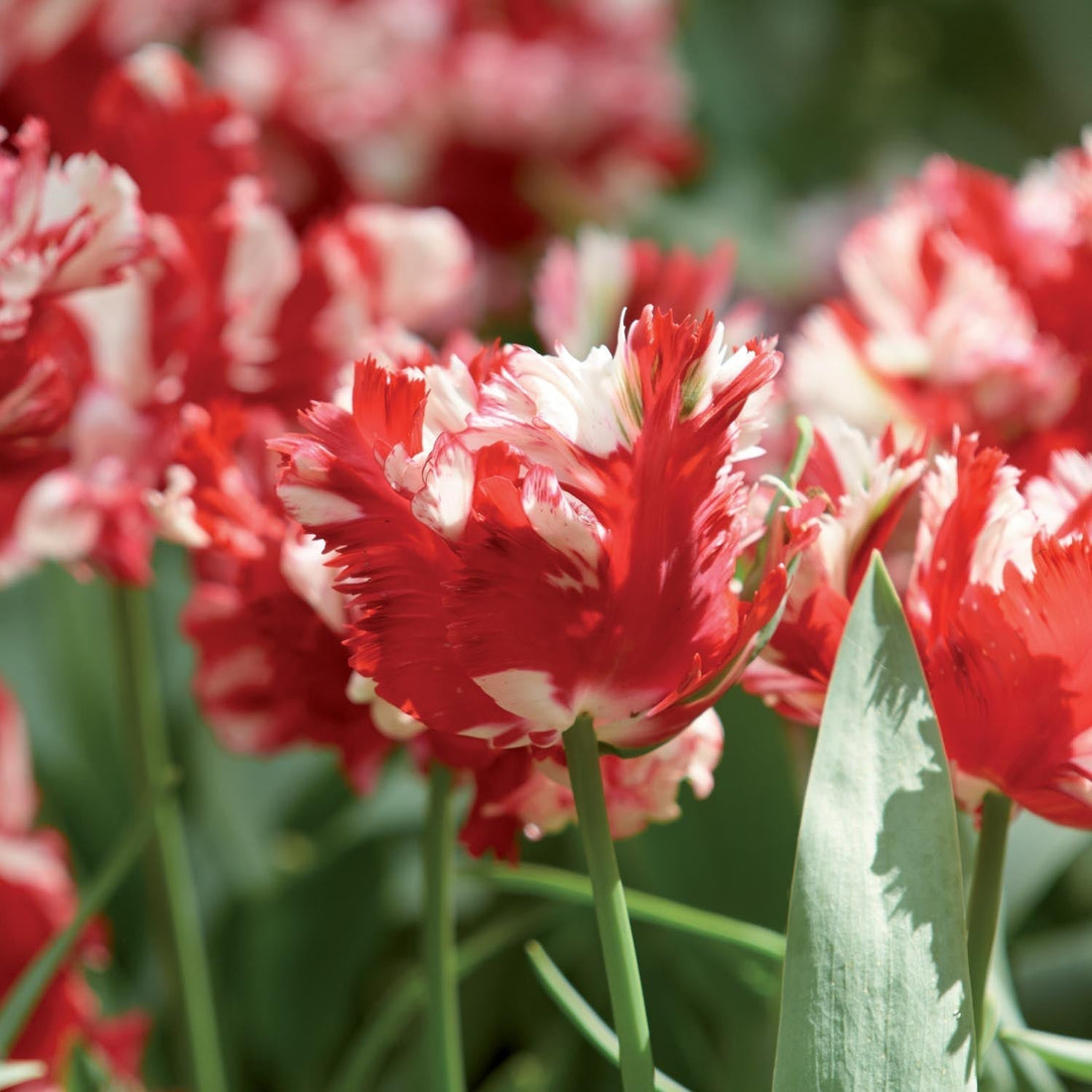 Tulpe 'Estella Rijnveld'