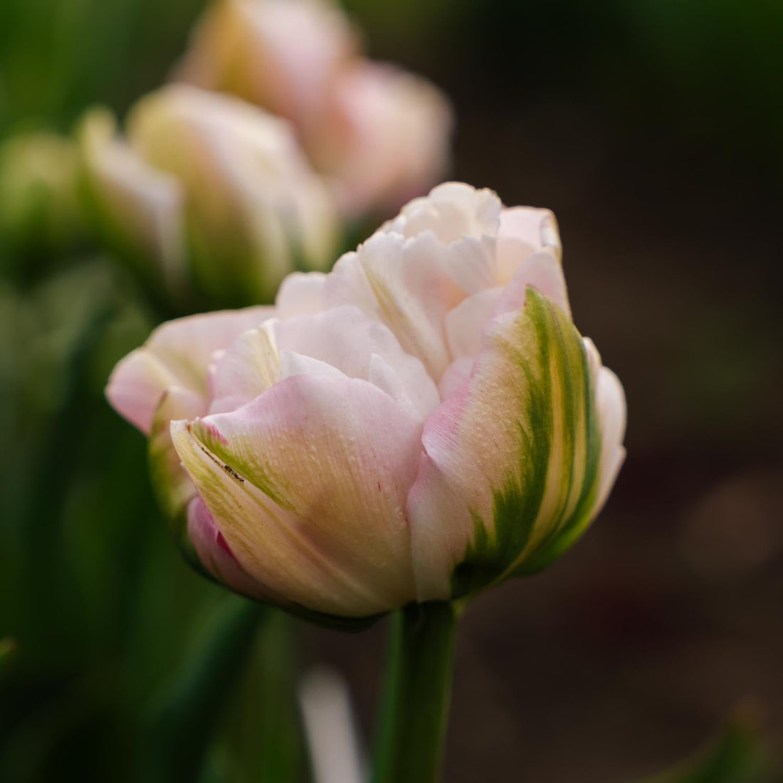 Tulpe 'Finola'