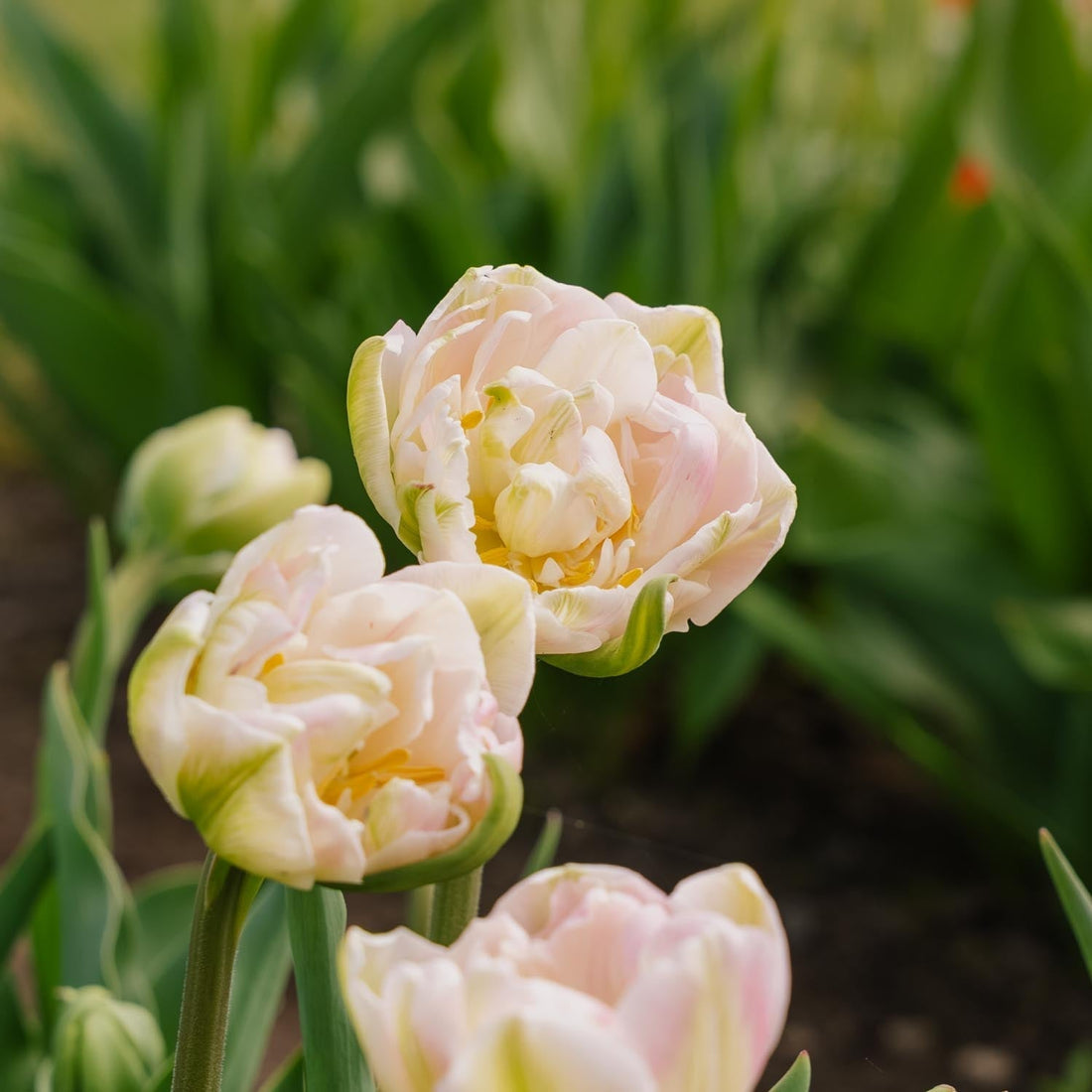 Tulpe 'Finola'