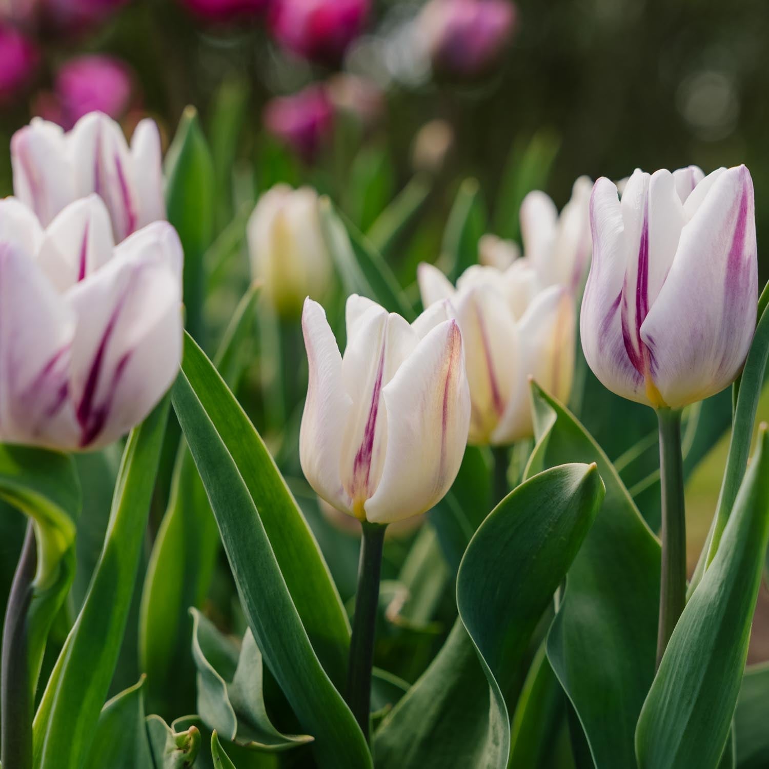 Tulpe 'Flaming Flag'