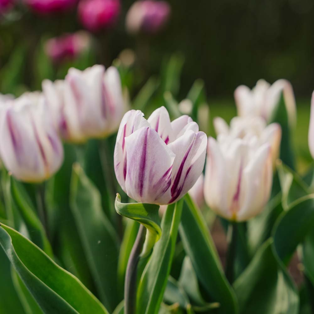 Tulpe 'Flaming Flag'