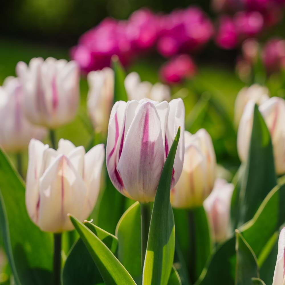 Tulpe 'Flaming Flag'