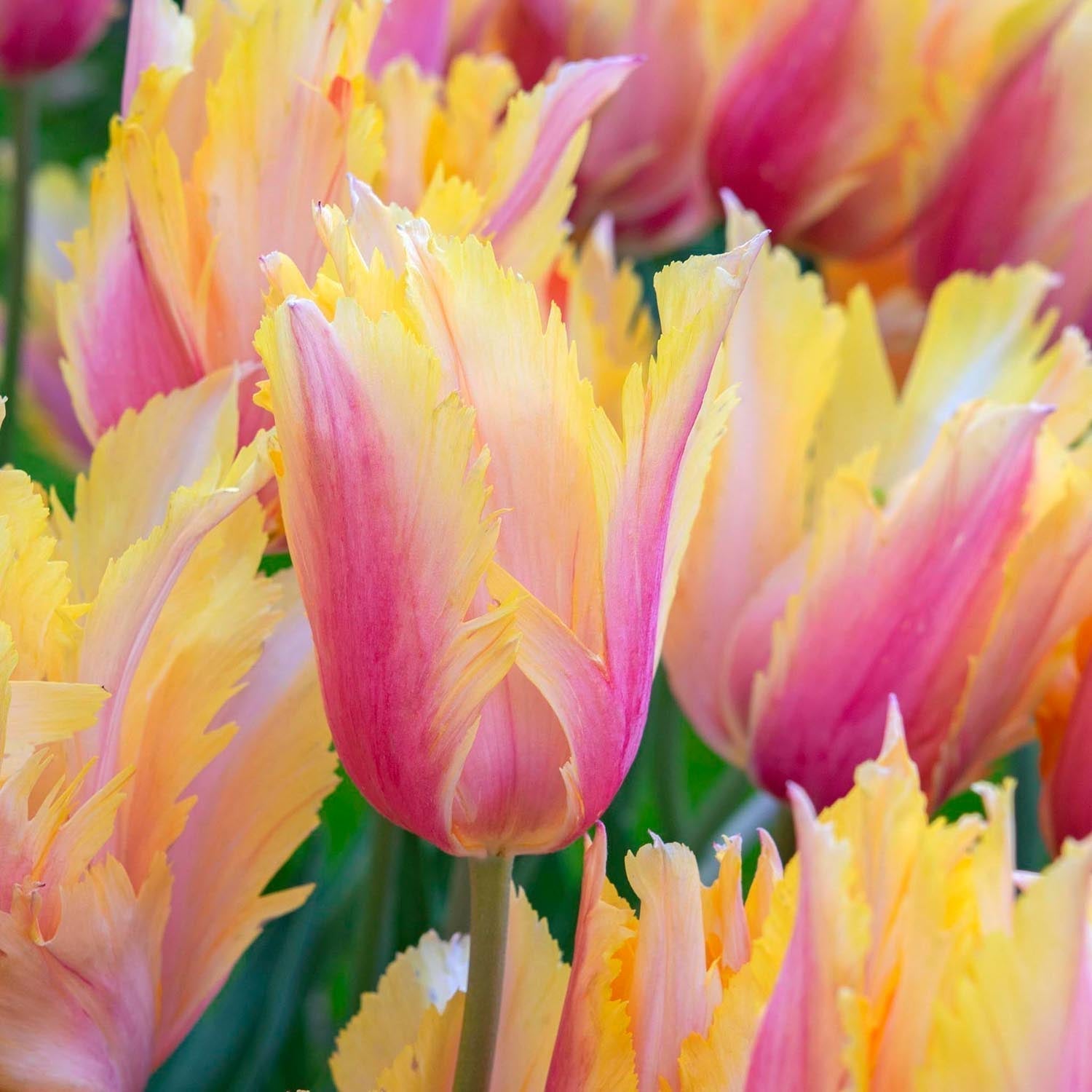 Tulpe 'Flaming Memory'