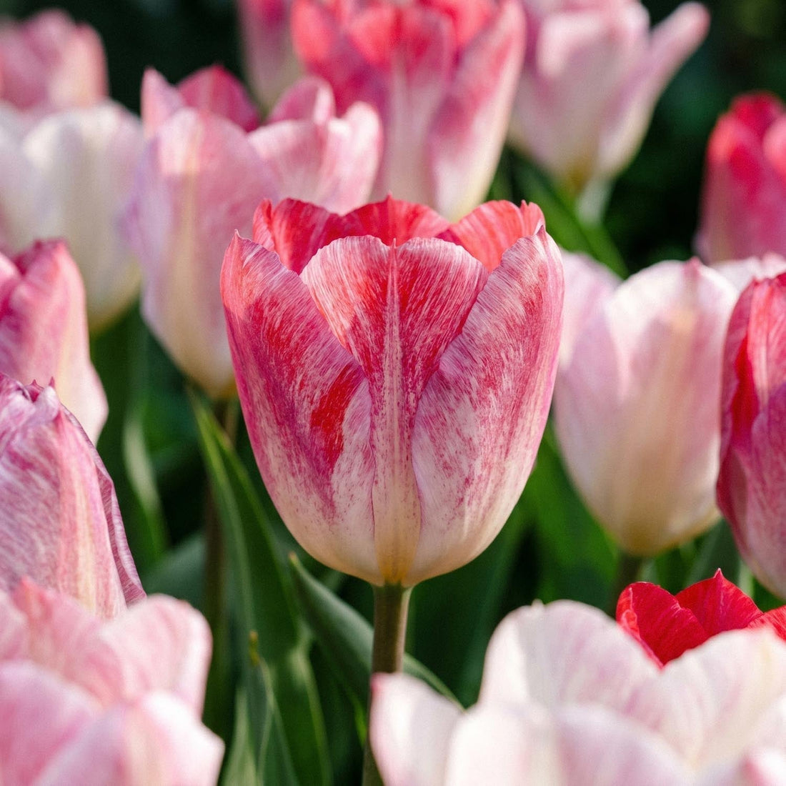 Tulpe 'Flaming Purissima'