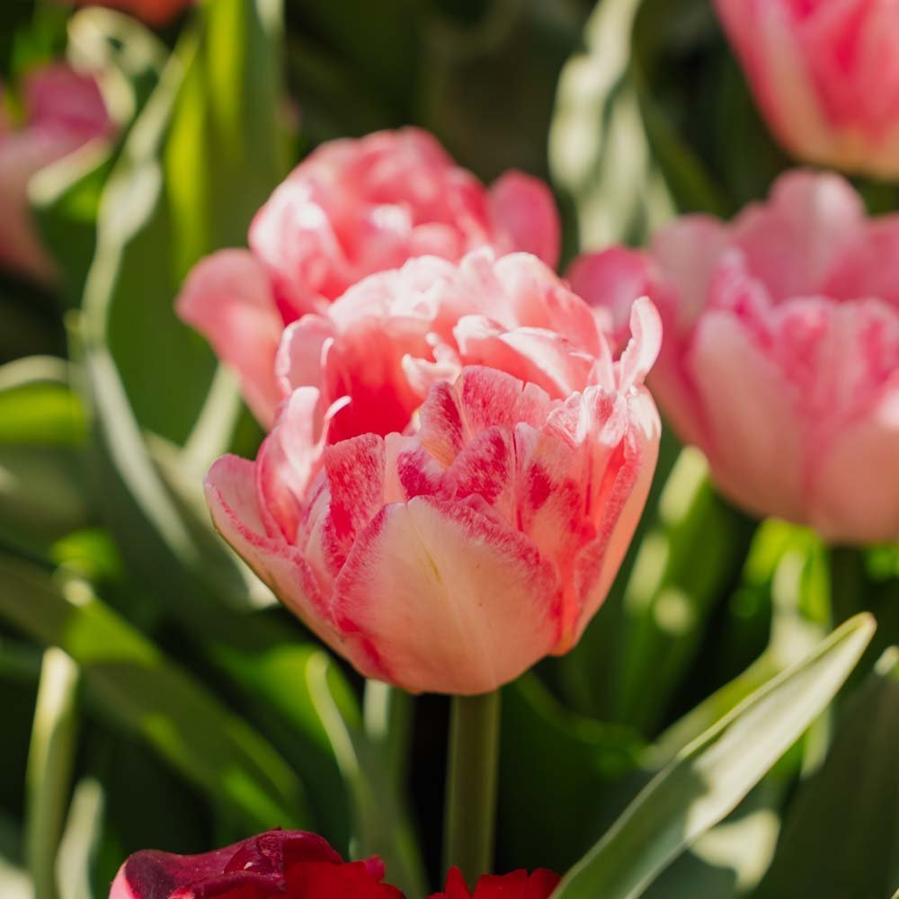 Tulpe 'Foxtrot'