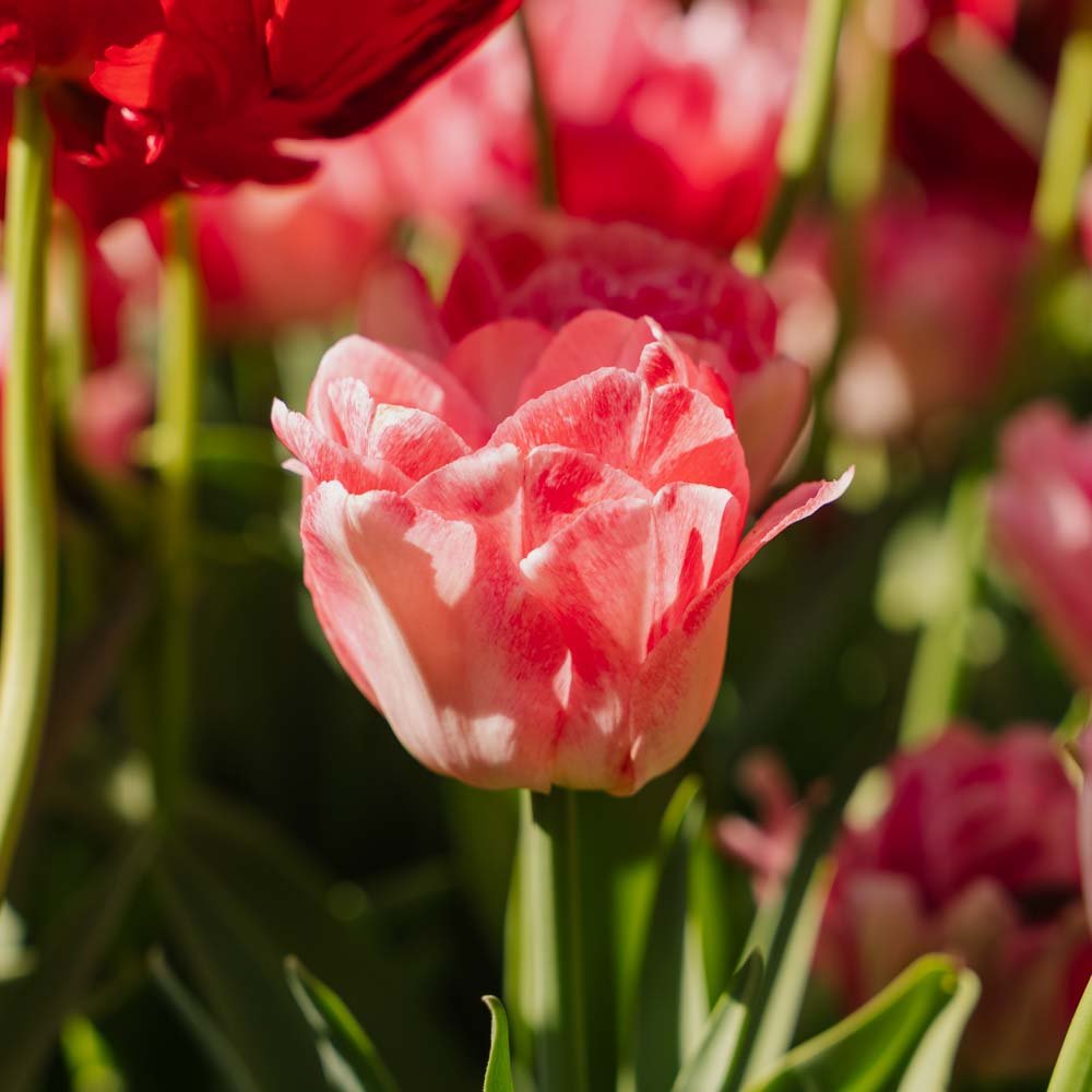 Tulpe 'Foxtrot'