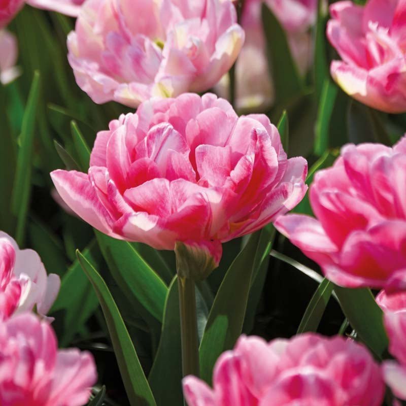 Tulpe 'Foxtrot'