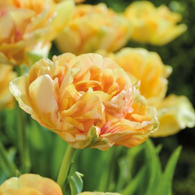 Tulpe 'Foxy Foxtrot'