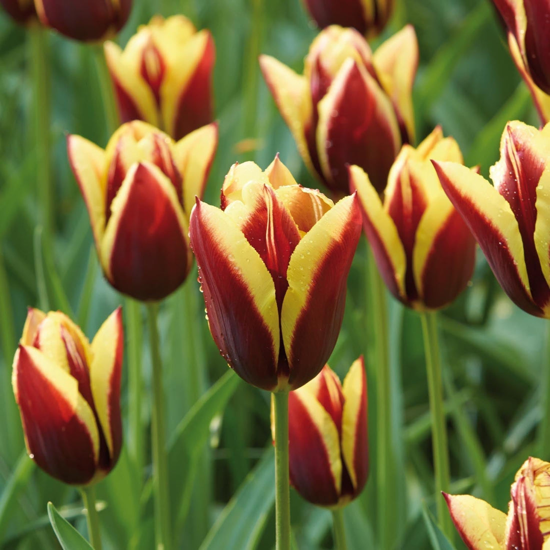 Tulpe 'Gavota'