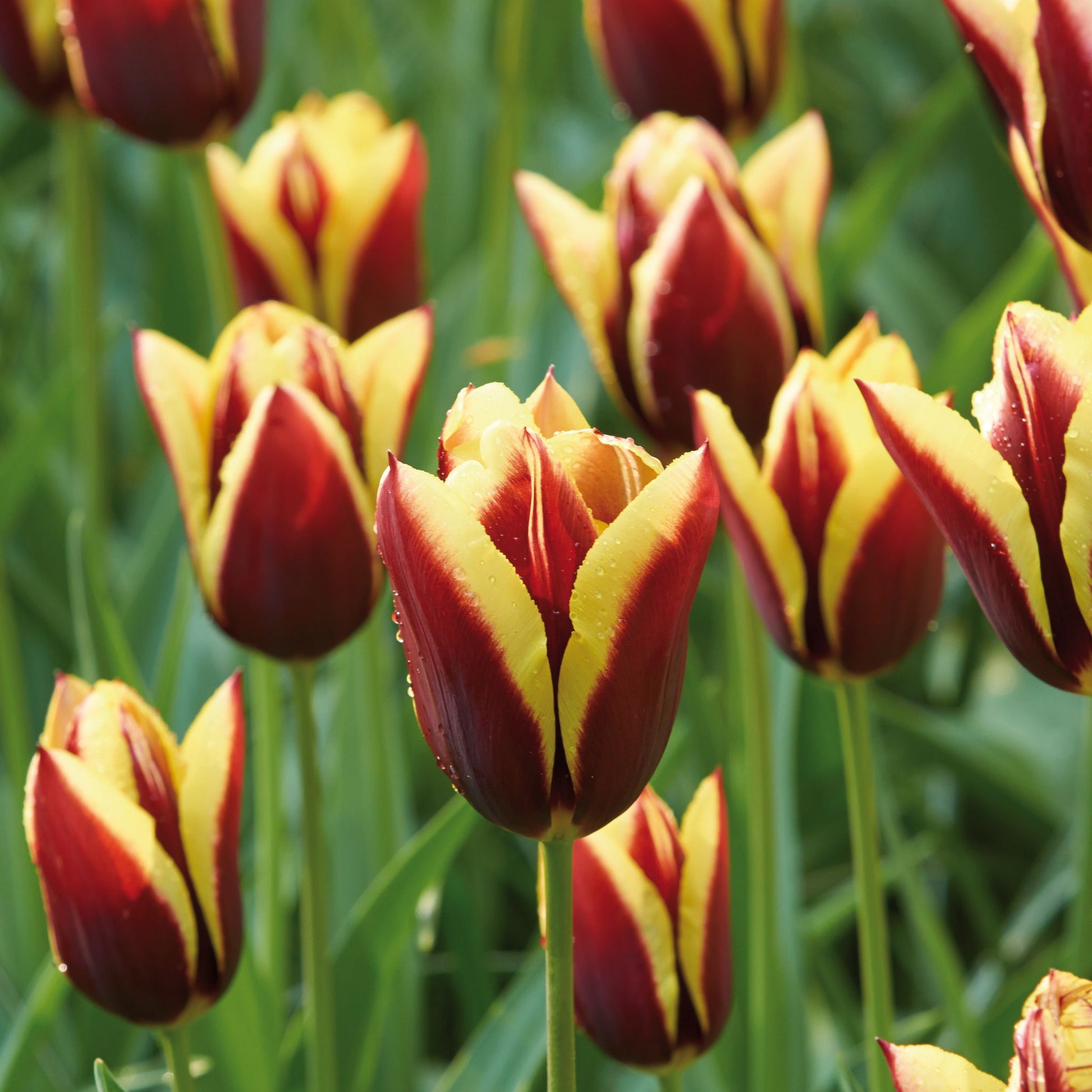 Tulpe 'Gavota'