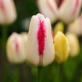 Tulpe 'Graceland'