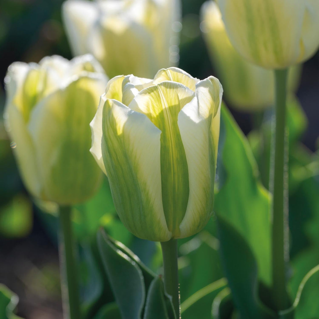 Tulpe 'Green Spirit'