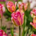 Tulpe 'Groenland'