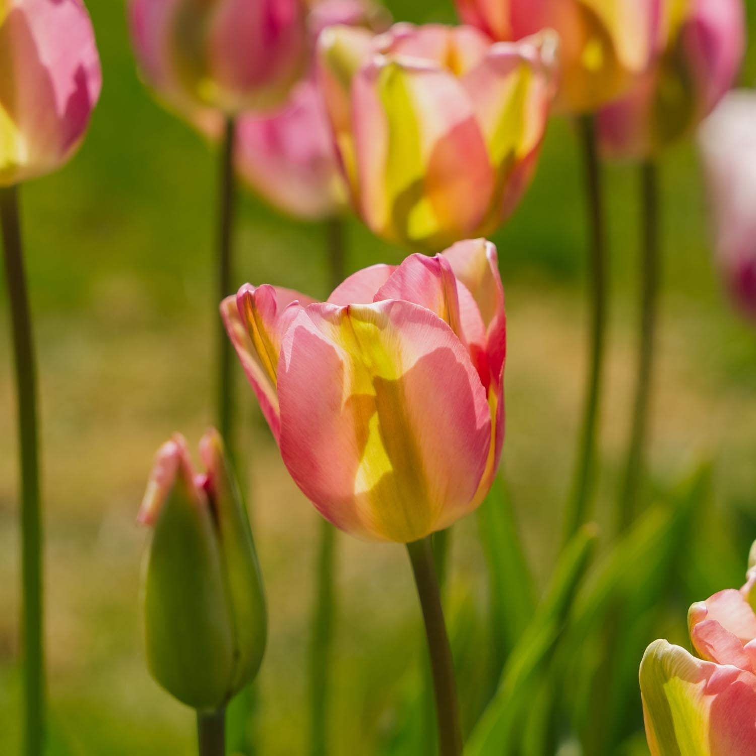 Tulpe 'Groenland'