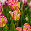 Tulpe 'Groenland'
