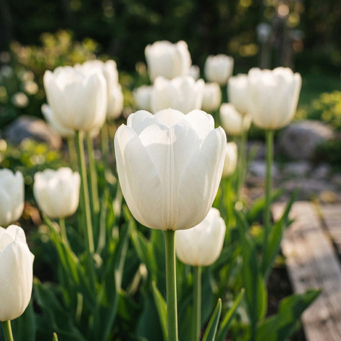 Tulpe 'Hakuun'