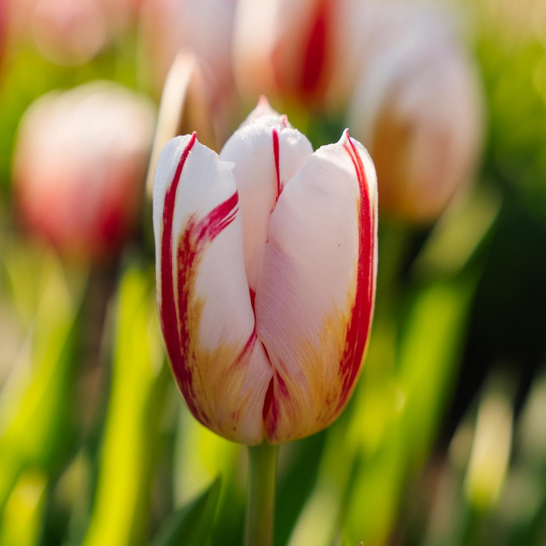 Tulpe 'Happy Generation'