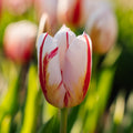 Tulpe 'Happy Generation'