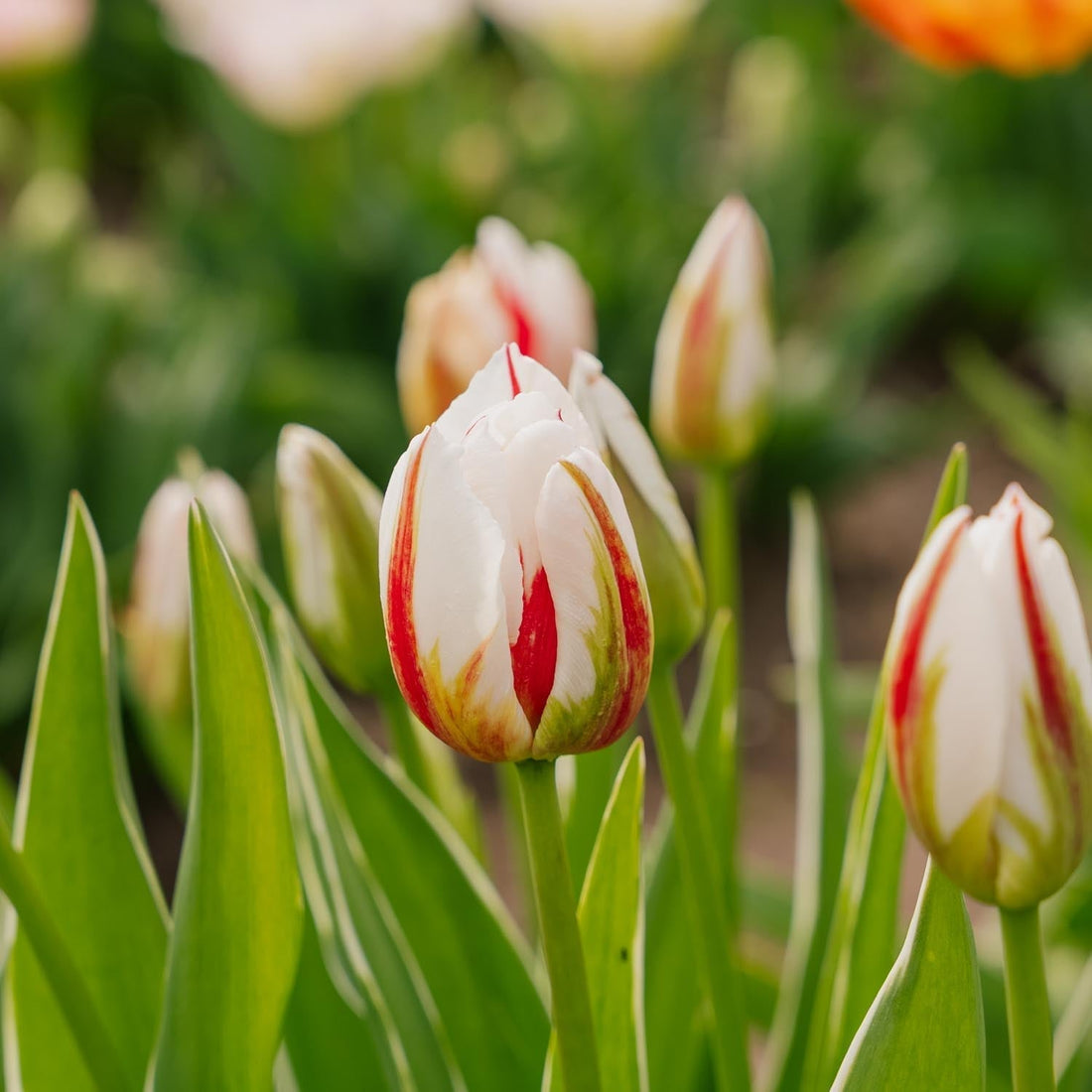 Tulpe 'Happy Generation'