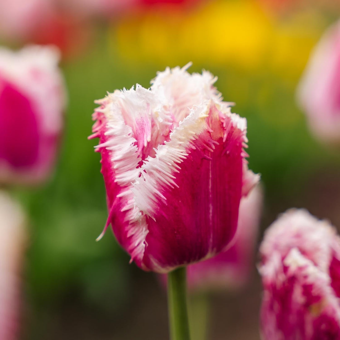 Tulpe 'Hawaii'