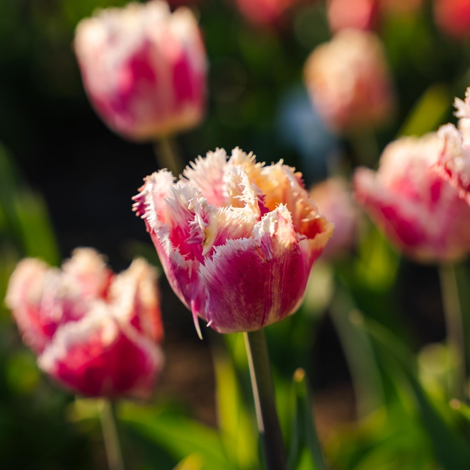 Tulpe 'Hawaii'