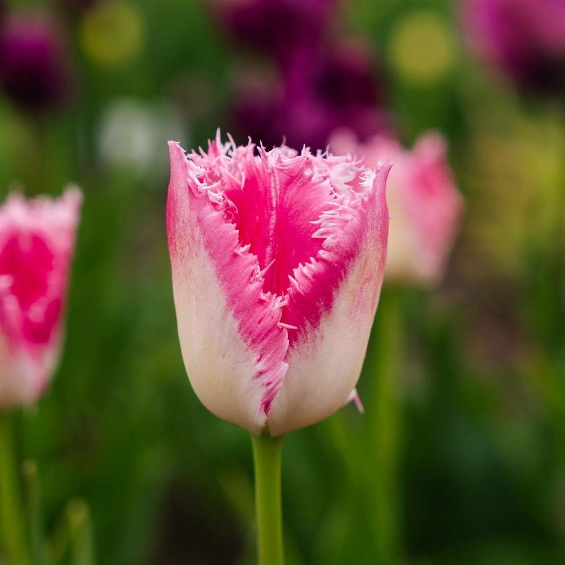 Tulpe 'Huis Ten Bosch'