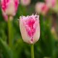 Tulpe 'Huis Ten Bosch'