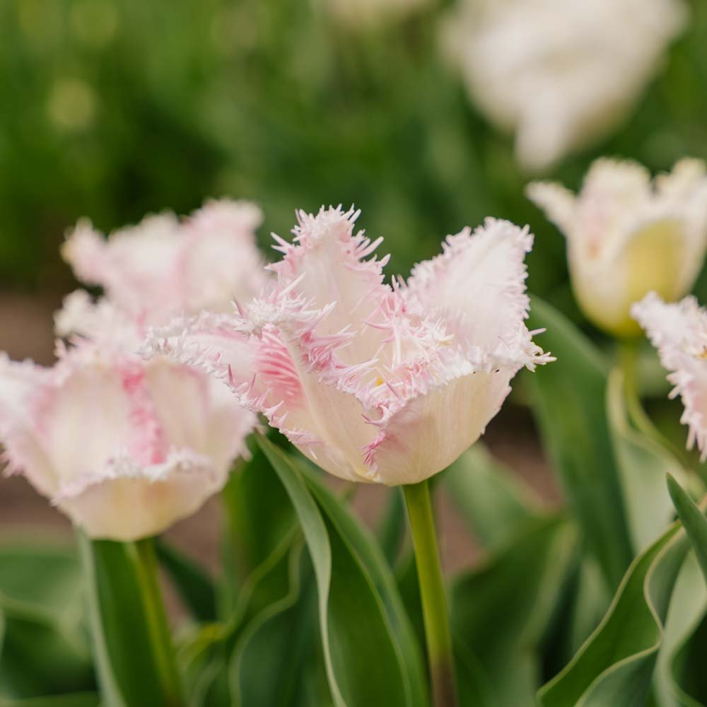Tulpe 'Huis Ten Bosch'