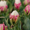 Tulpe 'Ice Cream'