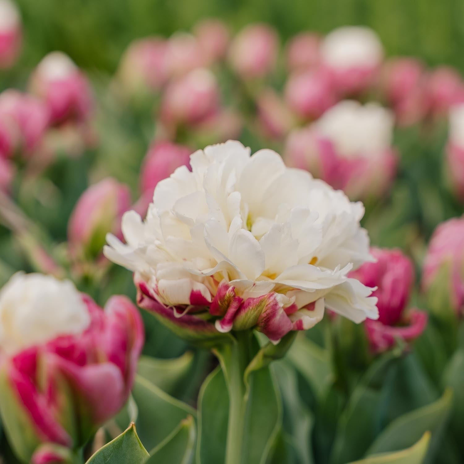 Tulpe 'Ice Cream'