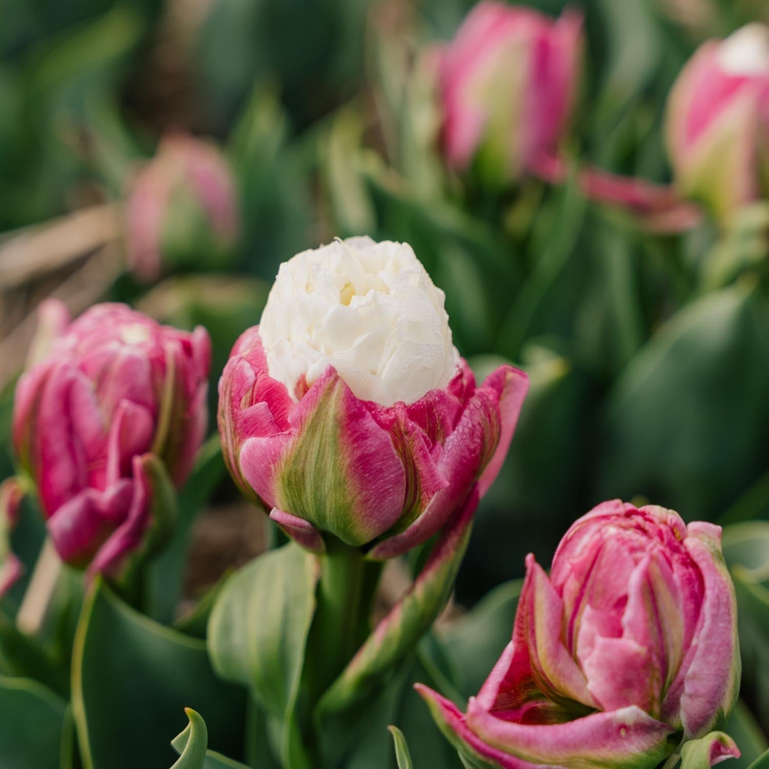 Tulpe 'Ice Cream'