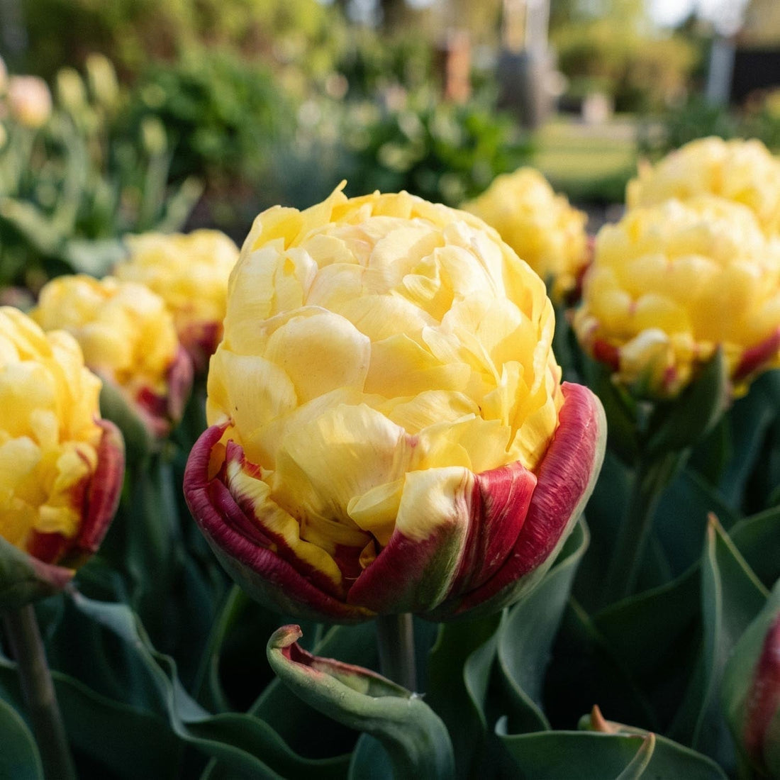 Tulpe 'Ice Cream Lemon'