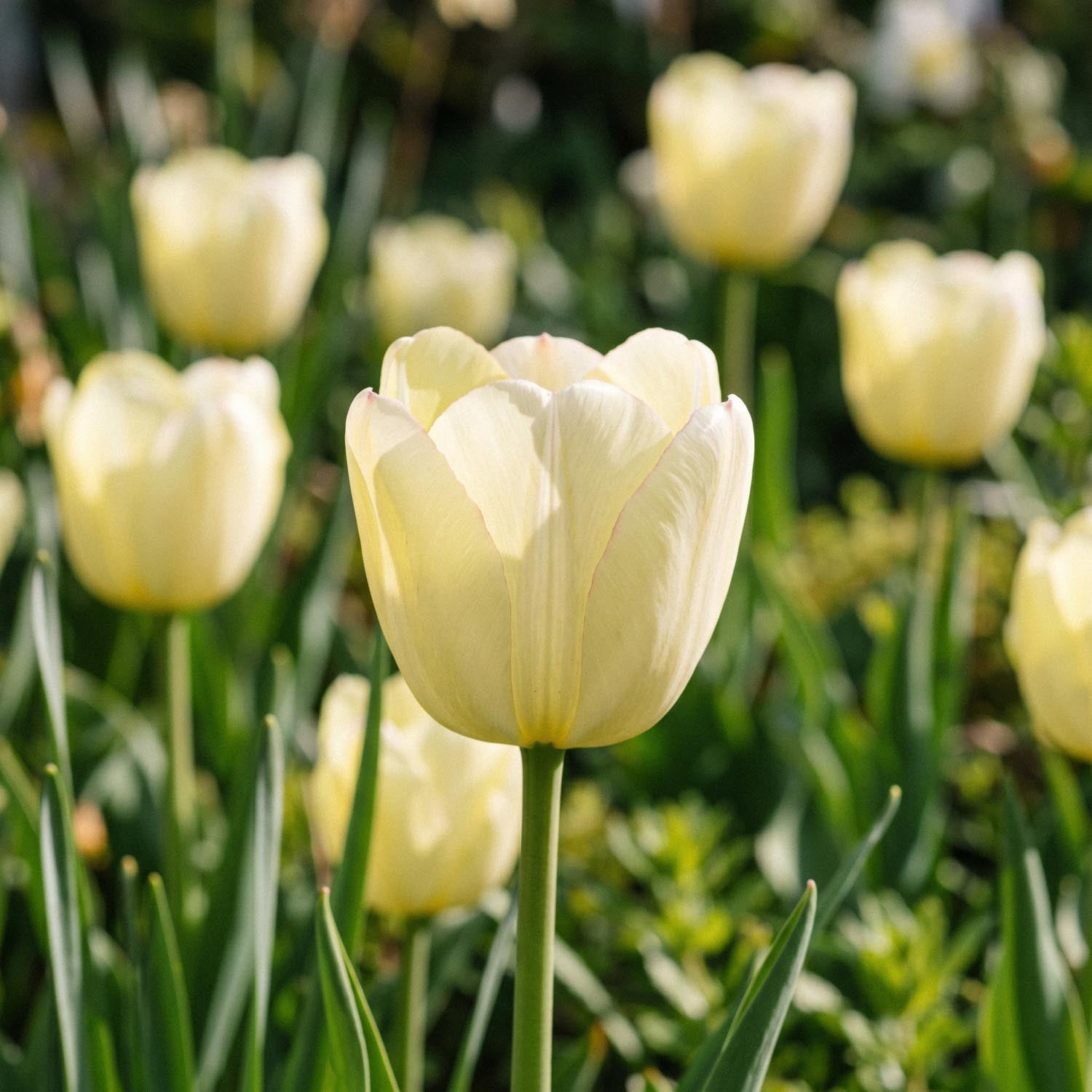 Tulpe 'Ivory Floradale'