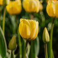 Tulpe 'Jaap Groot'