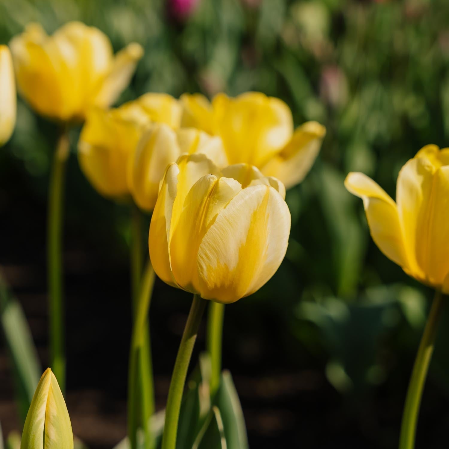 Tulpe 'Jaap Groot'