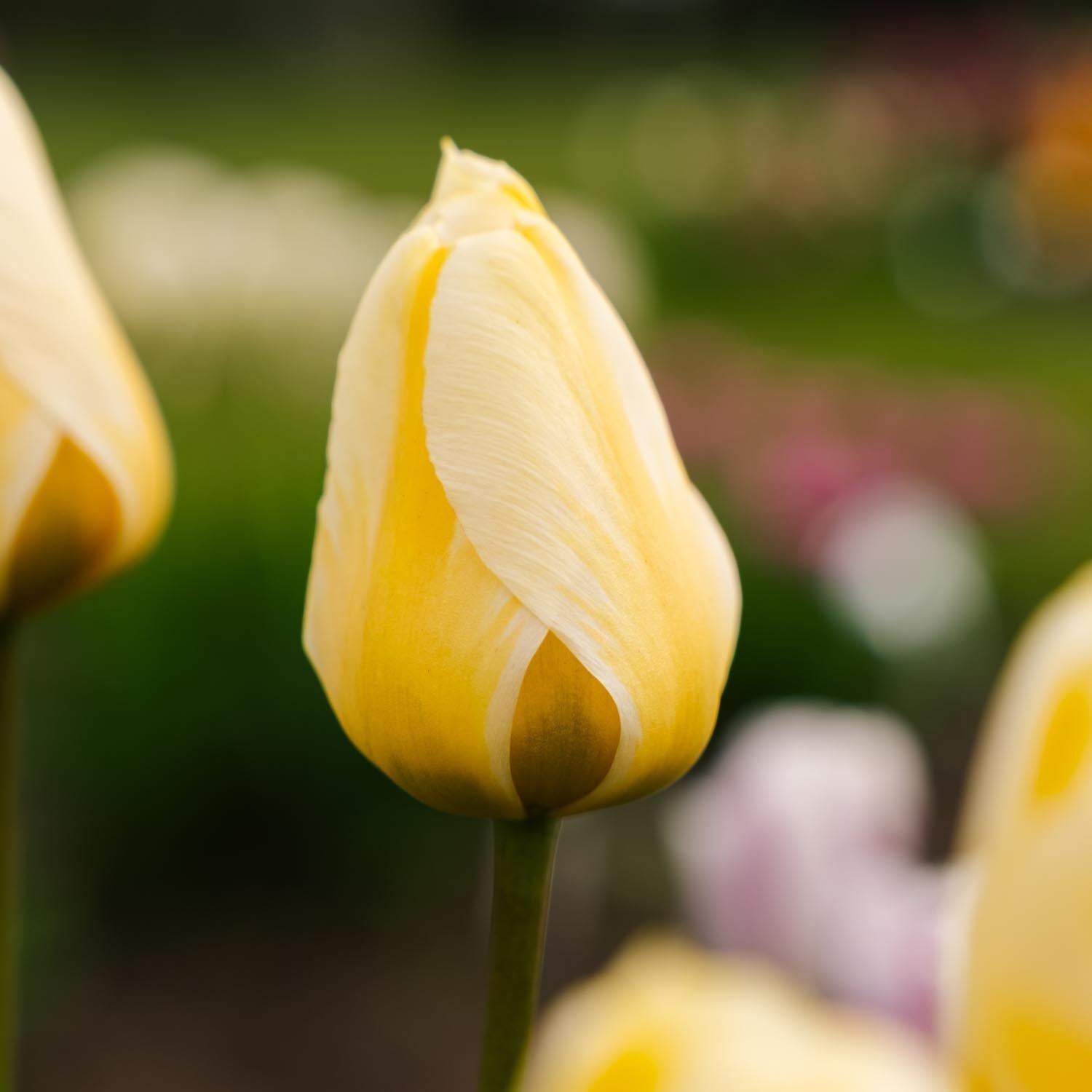 Tulpe 'Jaap Groot'