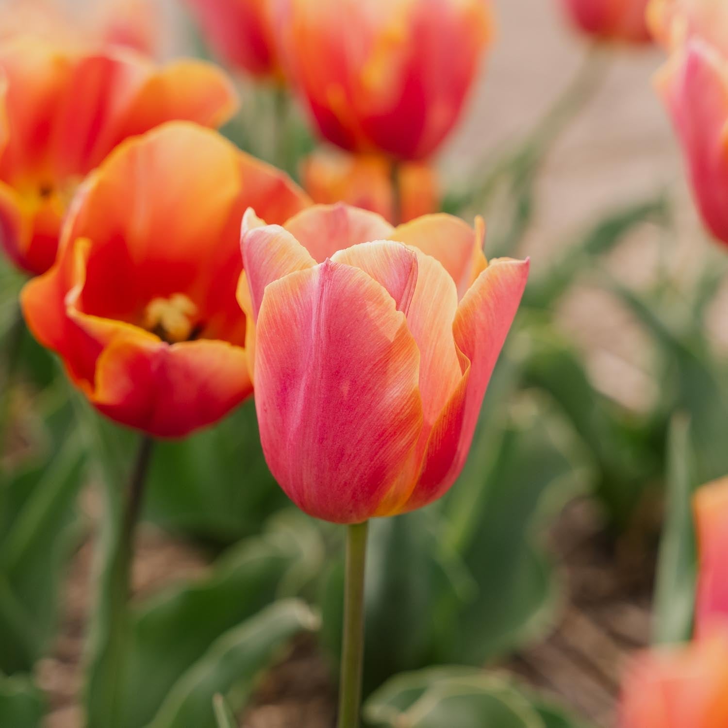 Tulpe 'Jimmy'